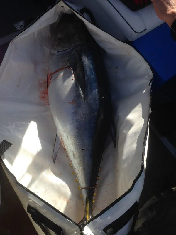 Chiller Fish Bags - Image 11