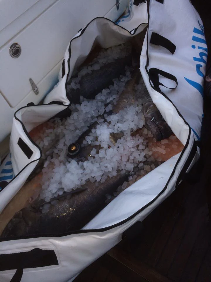 Chiller Fish Bags - Image 9