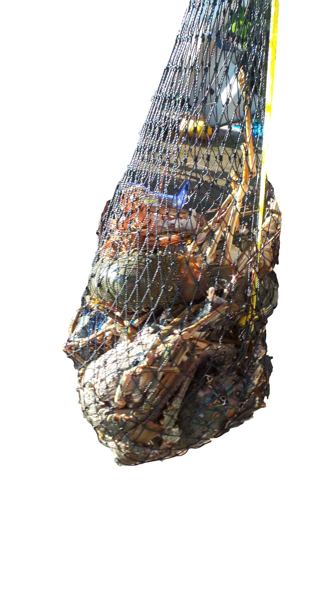 OBD Mesh Cray Bag - Black - Image 8